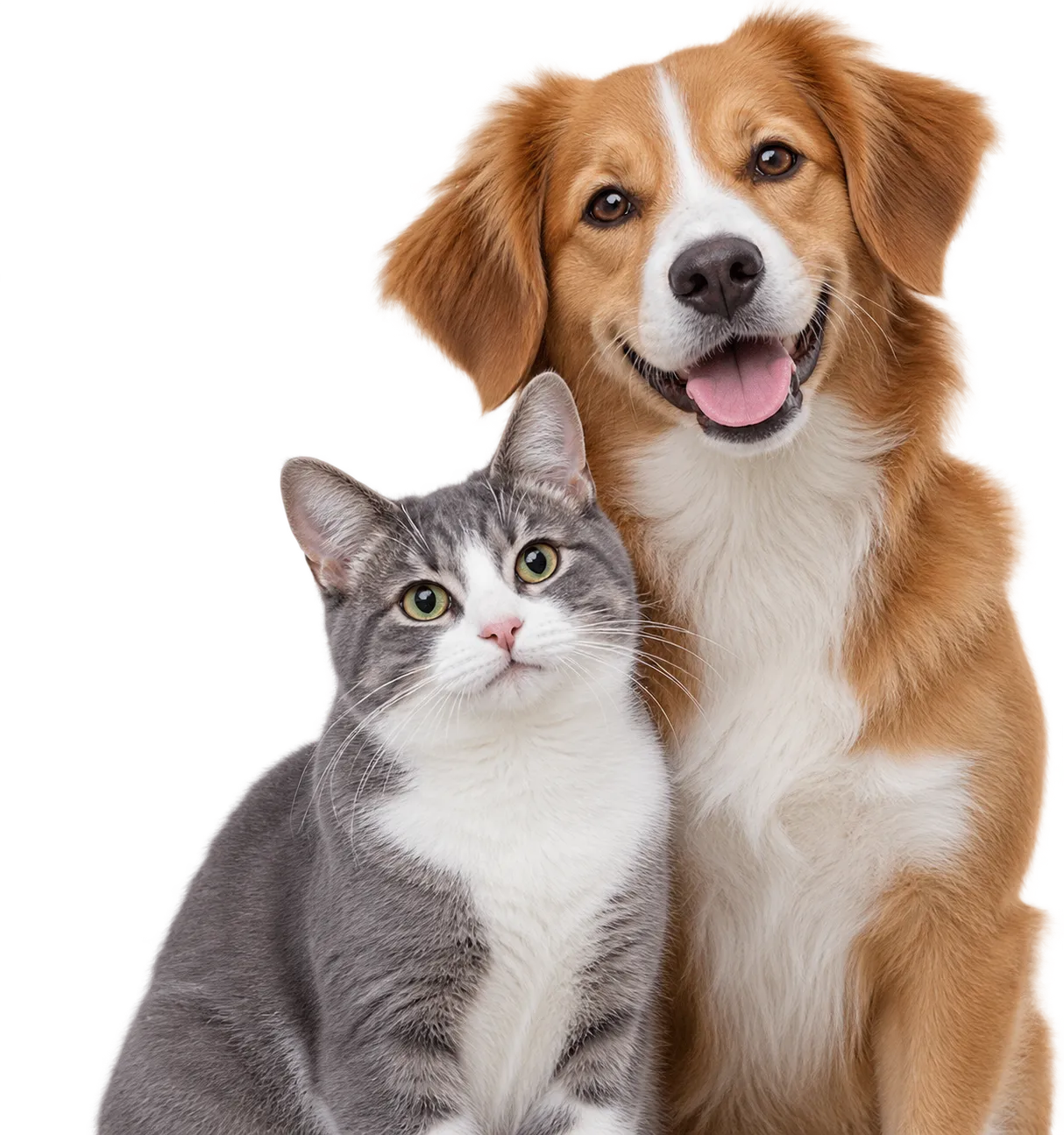 Cão e gato juntos